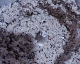 Foto del paso 6 de la receta: Arroz de coco costeño