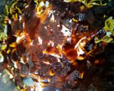 ગામઠી ભેળ (Gamthi Bhel Recipe in Gujarati) રેસીપી સ્ટેપ7ફોટો