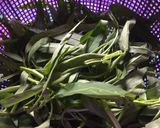 Foto langkah ke 1 dari resep Tumis kangkung pedas💕.