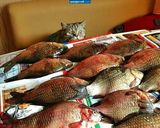 Фото кроку 4 до Мой "фирменный" шашлык изнутрии или другого мяса.