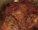 Foto langkah ke 4 dari resep Mujaer Bumbu Rujak.