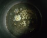 A picture of step 2 of Pigeon peas pulav (in pressure cooker).