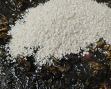 Foto del paso 4 de la receta: Arroz negro