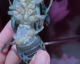 Foto langkah ke 1 dari resep Lobster goreng mentega.