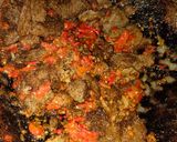 Foto langkah ke 11 dari resep Dendeng sapi balado.