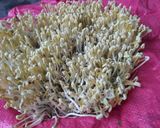 Hình bước làm 4 của món Giá đỗ nhà làm