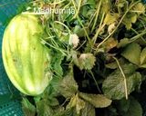 A picture of step 1 of Green Chutney.