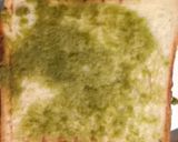 A picture of step 5 of Veg - Sandwich.