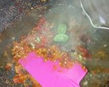 Foto langkah ke 3 dari resep Pecak Ikan Gurame.
