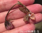 春日櫻花吐司 Cherry Blossoms Loaf (天然酵母版)的食譜步驟3照片