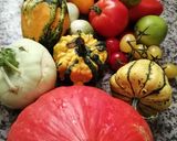 A picture of step 1 of Bouillabaisse with Black Jack Little Squash.