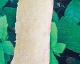 Foto del paso 5 de la receta: Tiramisú