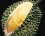 Foto langkah ke 2 dari resep Tengguli Durian Nasi Ketan.