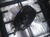 طريقه عمل البابا غنوج