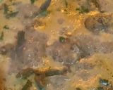Foto langkah ke 5 dari resep Gulai Ayam.