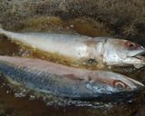Foto langkah ke 1 dari resep Ikan Kembung Pesmol.