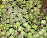 Foto langkah ke 7 dari resep Sayur labu siam takokak /rimbang.