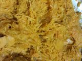 भोपळ घाऱ्या (bhopla gharya recipe in marathi)