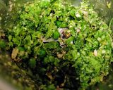 A picture of step 2 of Fresh 🫛Green Pea 🫛 Spread (Chutney) (No Fire 🔥 Recipe).