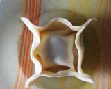 Foto del paso 3 de la receta: Pastelitos con tapa de empanadas