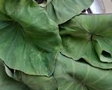 A picture of step 1 of Colocasia Leaves/Patod/Patra/Arbi ke patte.