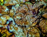 Foto del paso 13 de la receta: TOCINETA Y Vegetales al Limón...!