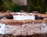 Oreo cheese cake recipe step 7 photo