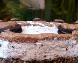 A picture of step 7 of Oreo cheese cake.