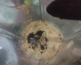 Foto langkah ke 2 dari resep Es Jelly Milo.