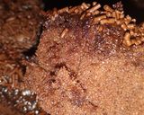 Foto langkah ke 5 dari resep Bolu Coklat Jadul.