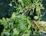 A picture of step 1 of Green Chutney With Amla (Gooseberry) Powder.