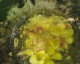 Foto langkah ke 2 dari resep Tumis Kangkung.
