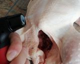 Foto del paso 1 de la receta Pollo asado 🍗