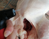 Foto del paso 1 de la receta: Pollo asado 🍗