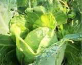 Une image de l'étape 22 de Riz 🌾 jerbien 🥬🍃🥕🌶🧄le soleil 🌞 dans l’assiette ☘️.