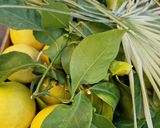 Une image de l'étape 1 de 🥑Guacamole 🫛petit pois ail des ours 🫒oseilles 🌶️.