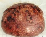 Foto langkah ke 16 dari resep Double Chocolate Sourdough Bread (74%).
