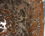 Foto langkah ke 2 dari resep Brownies chocochips.