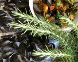 Une image de l'étape 17 de Moules à la portugaise 🍅🥬🌶🌶🧄.