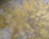 Nagauri daal(Rajasthan) recipe step 1 photo