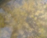 A picture of step 1 of Nagauri daal(Rajasthan).