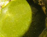 लहसुन धनिए की चटनी(Lahsun dhaniya ki chutney recipe in Hindi) रेसिपी चरण 3 फोटो