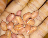 A picture of step 1 of Peanuts.