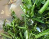 รูปขั้นตอนการทำที่ 6 ของ JJ.1 แกงผักกรูดใส่ปลานิล🌿🌶️🧄🍋‍🟩🍅🐟