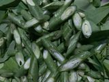 Tumis Daun Katuk