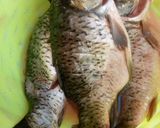 Foto langkah ke 1 dari resep Ikan Panggang/Bakar Madu.