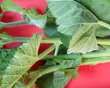 Foto langkah ke 2 dari resep Sayur bening daun /pucuk kedondong pagar.