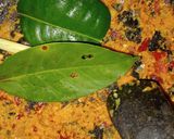 Foto langkah ke 2 dari resep Kare Daun Singkong.