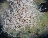 A picture of step 3 of Veg Thalumein Soup.