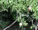 عکس مرحله 6 از دستور اناردون(ناردون)